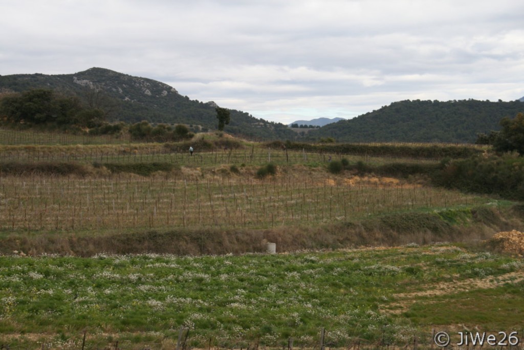Les vignes