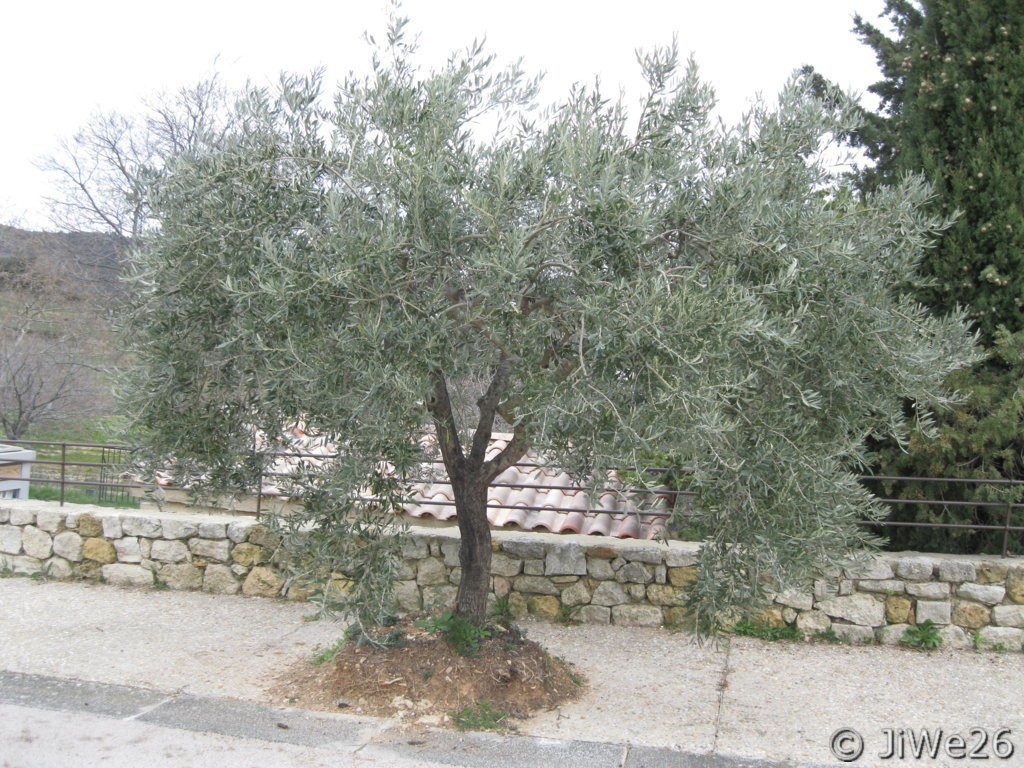 Un des nombreux oliviers situé dans la rue principale du village