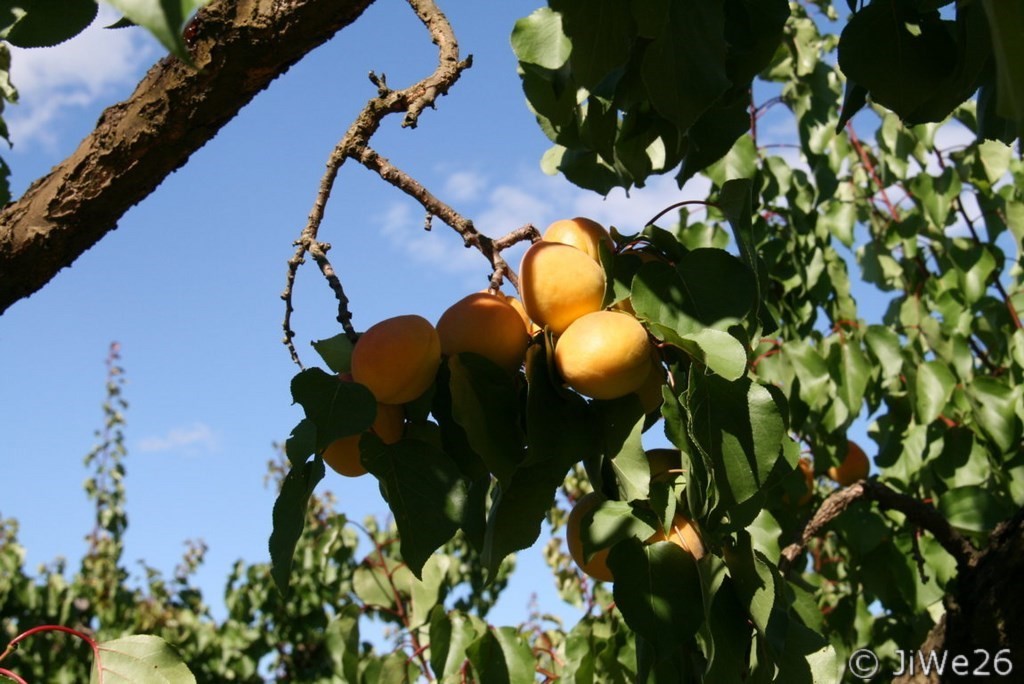 Abricots