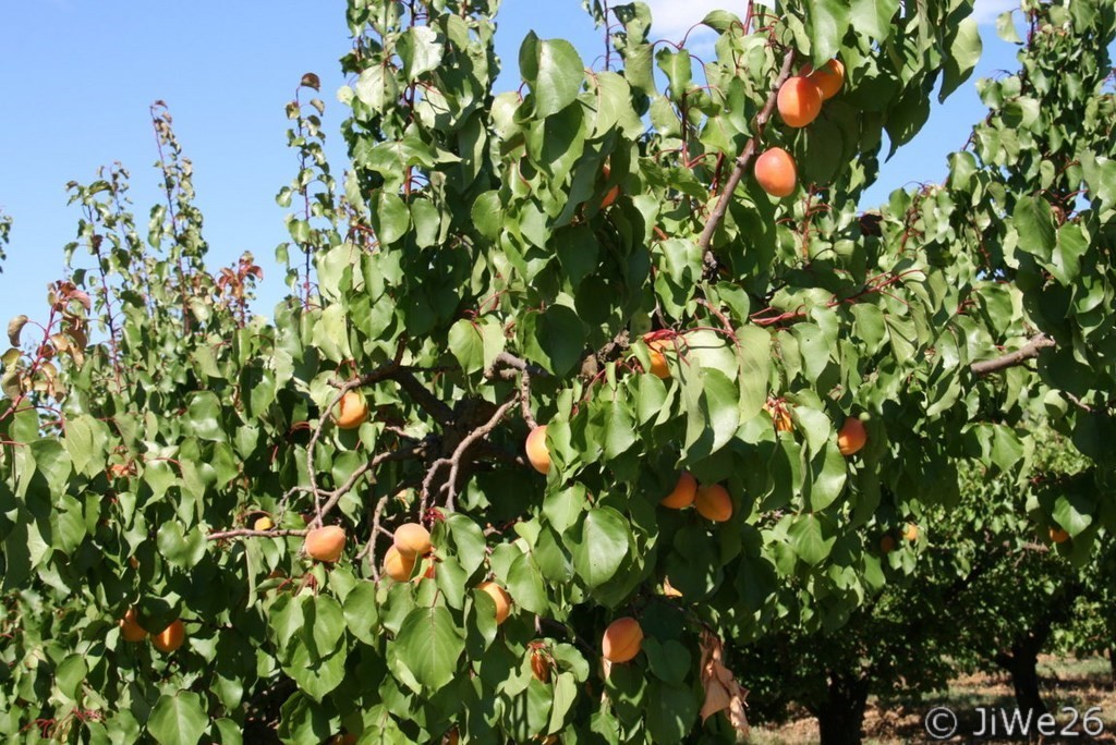 Abricots