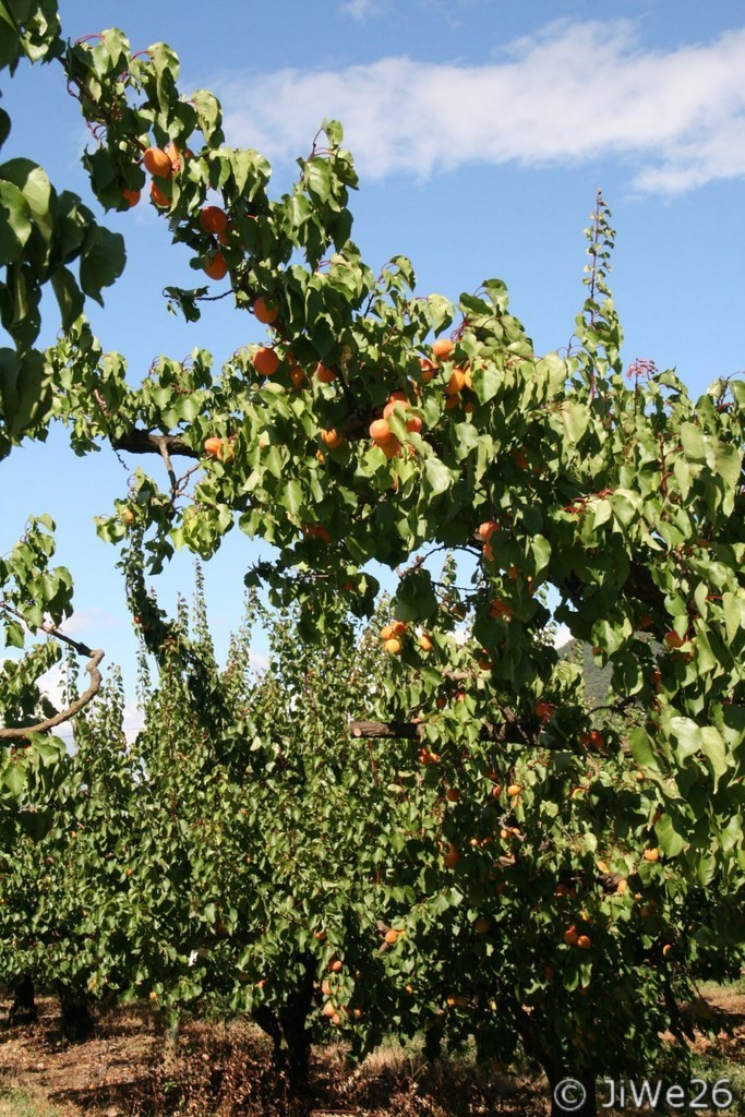 Abricots