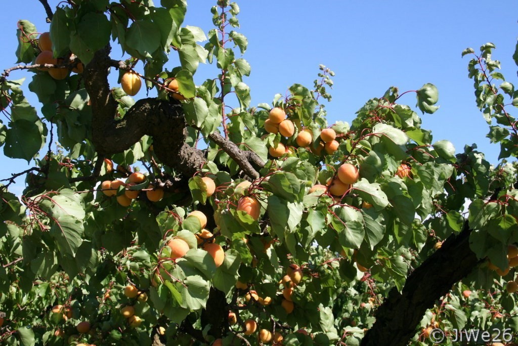 Abricots