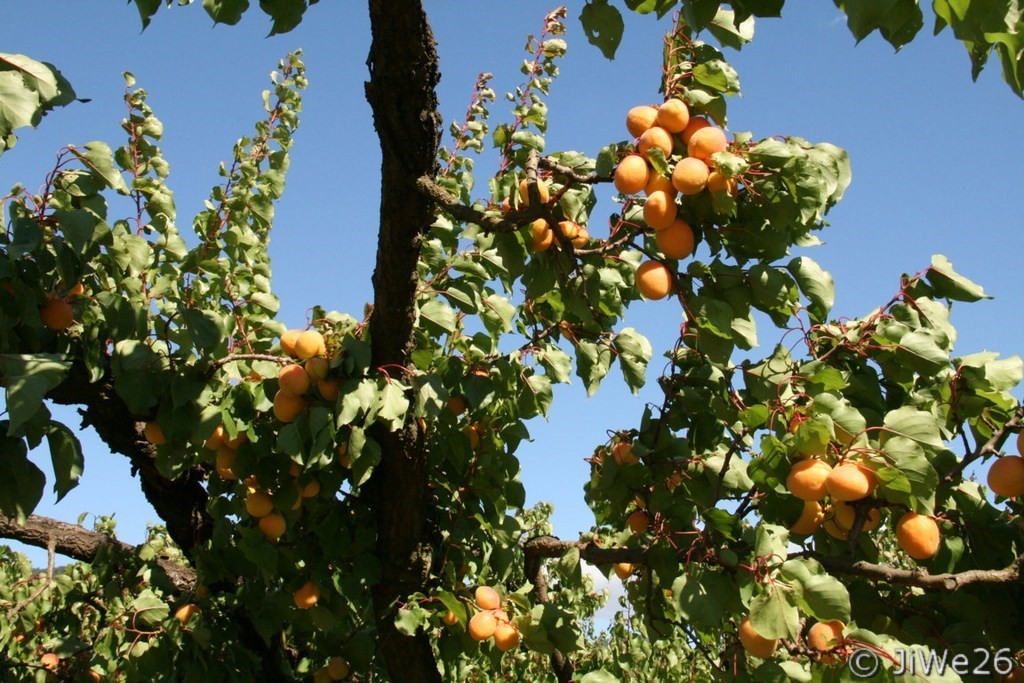 Abricots