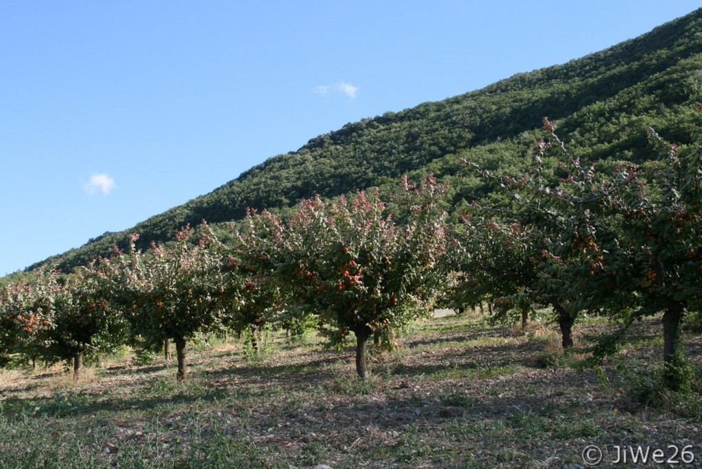 Abricots
