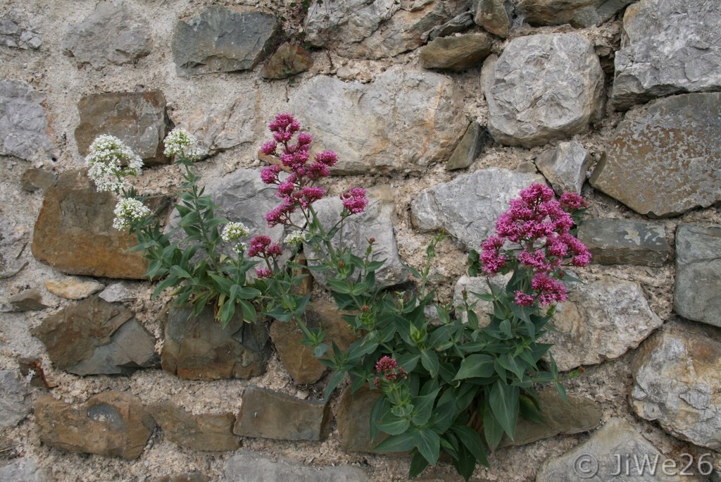 Courageuses fleurs dans le joint des pierres - Joli !
