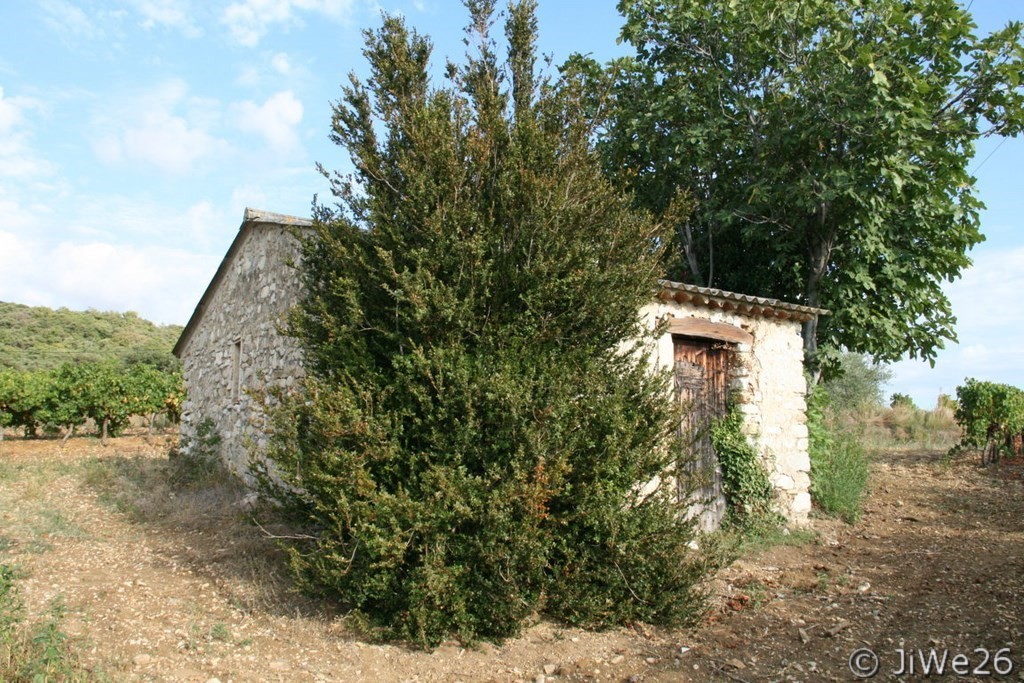 Cabanon dans les vignes