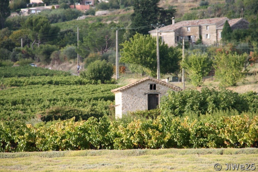 Cabanon dans les vignes