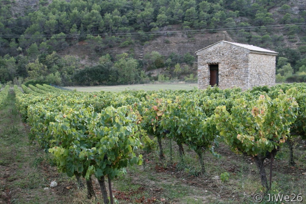 Cabanon dans les vignes