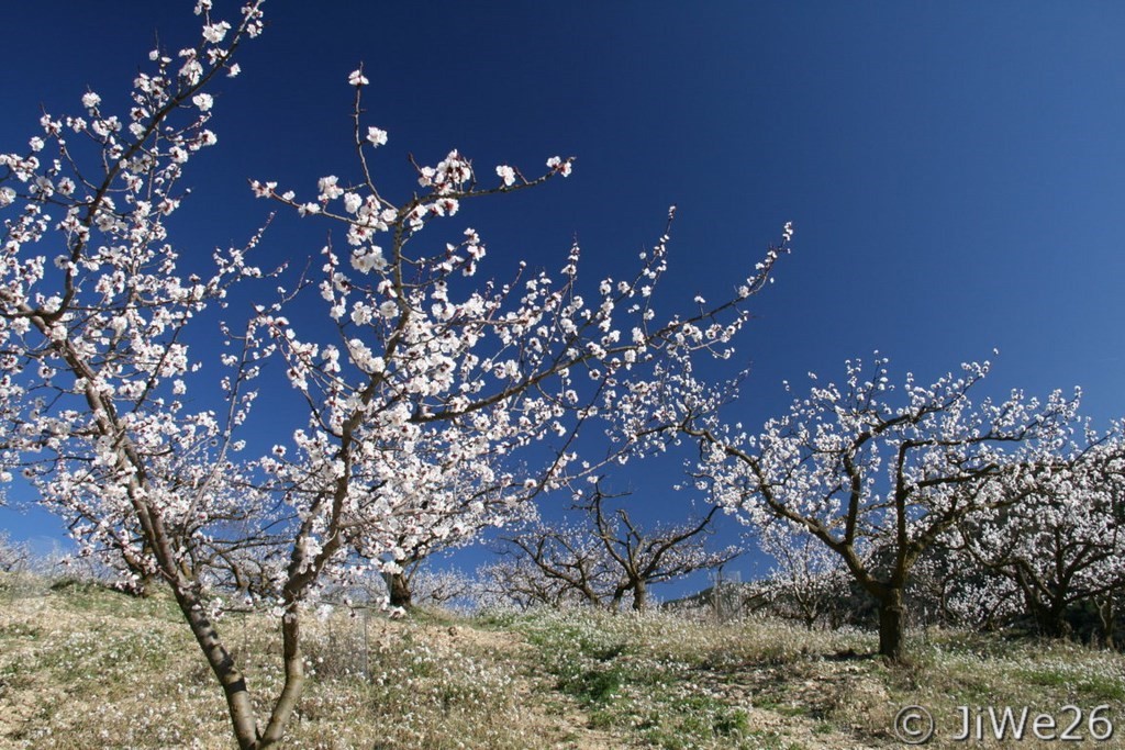 Et tous ces immences vergers, tellement beaux au printemps