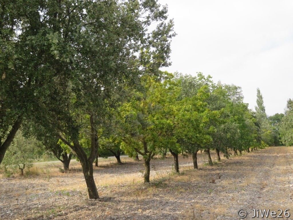 Chênes Truffiers