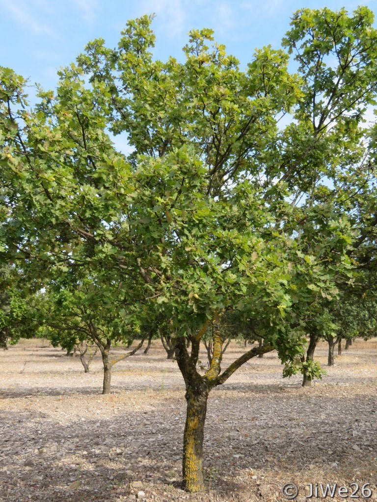 Chênes Truffiers