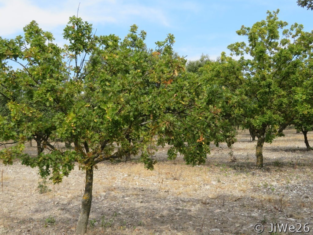 Chênes Truffiers