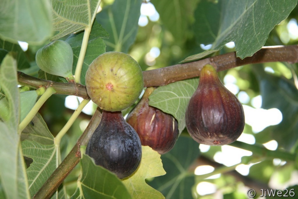 Figues