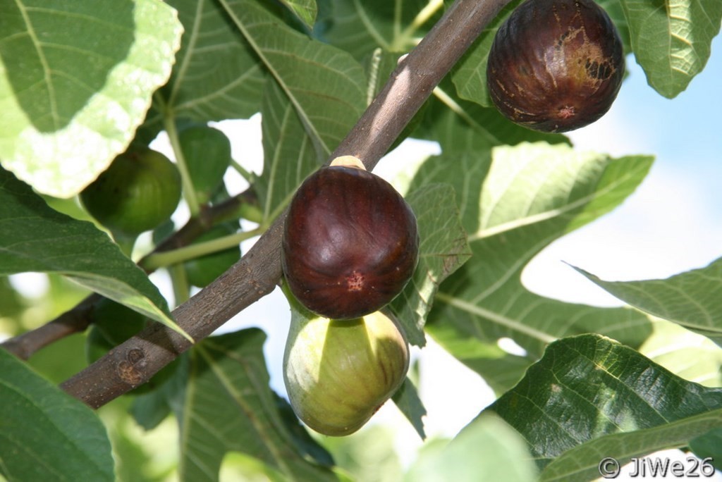 Figues