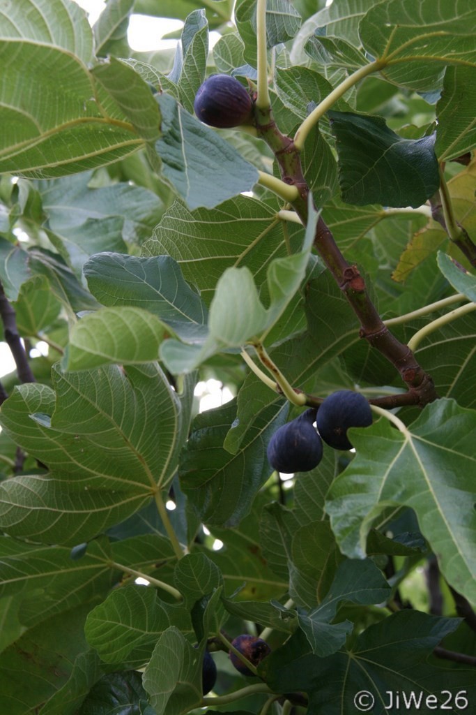 Figues