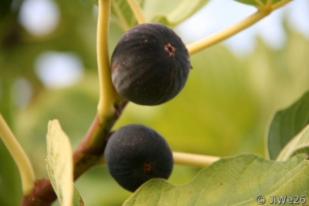 Figues