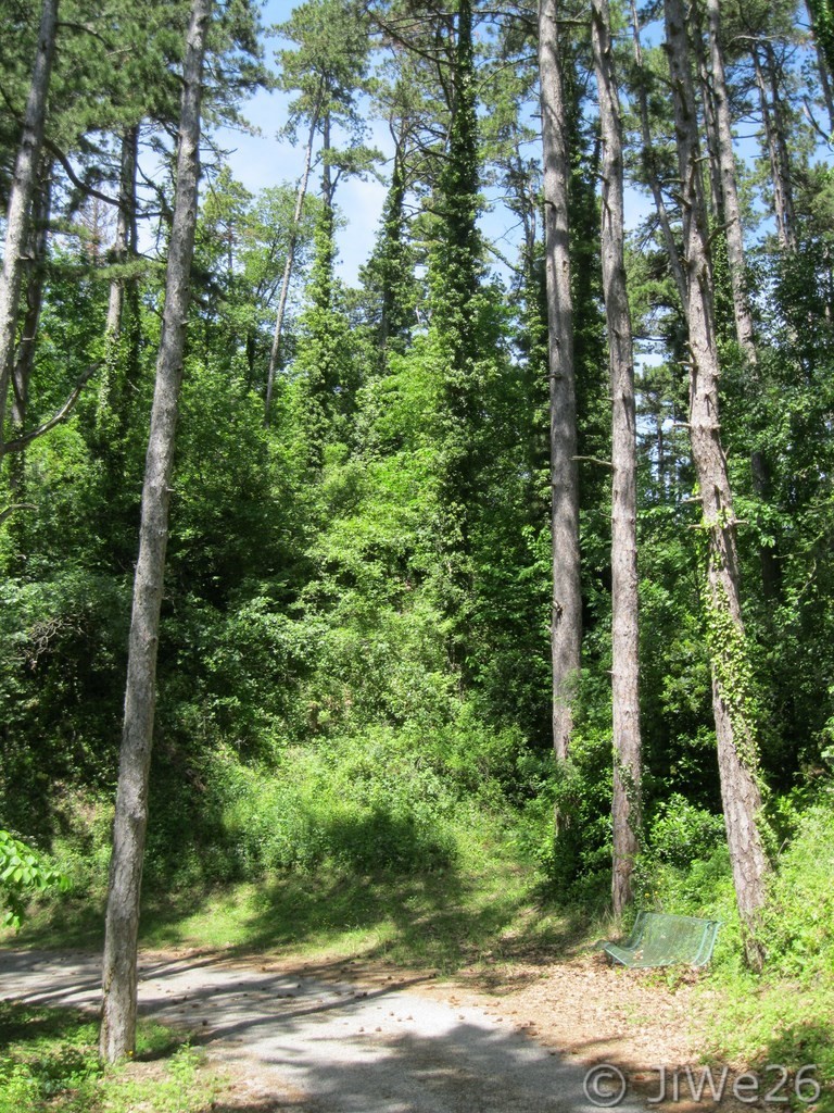 Dans l'ombre de la forêt, nous montons au Mont Carmel