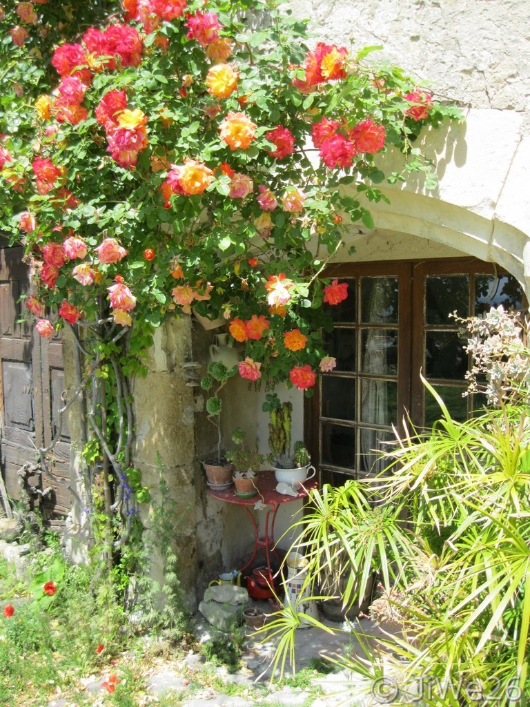 Encore un superbe rosier accroché à cette vieille façade
