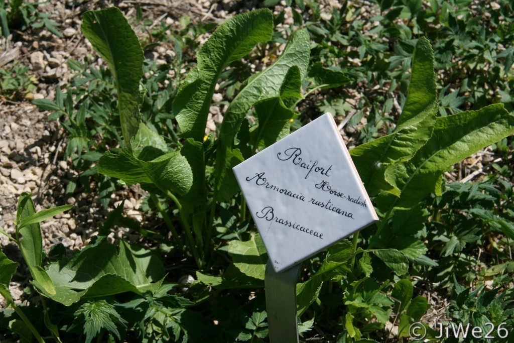 Chacune des plantes est identifiée par une très jolie carte d'identité en céramique