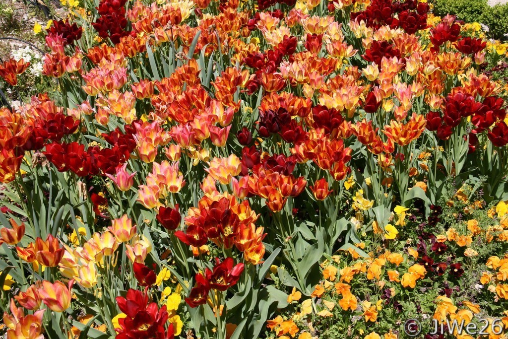 Les couleurs chaudes des tulipes et des pensées 