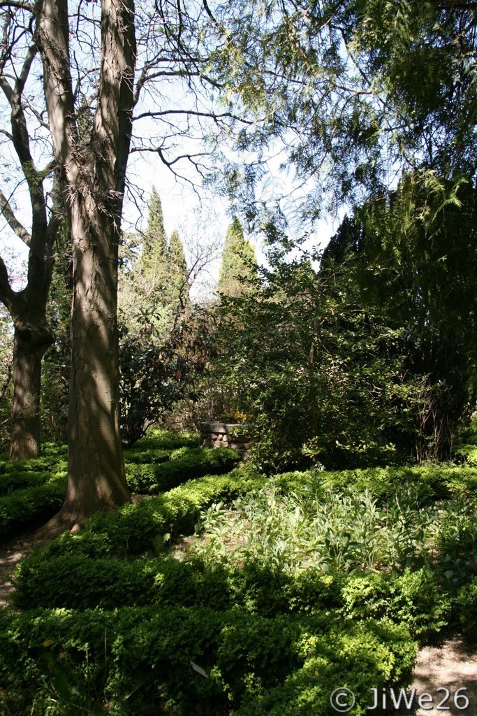 Un peu de fraîcheur sous les grands arbres