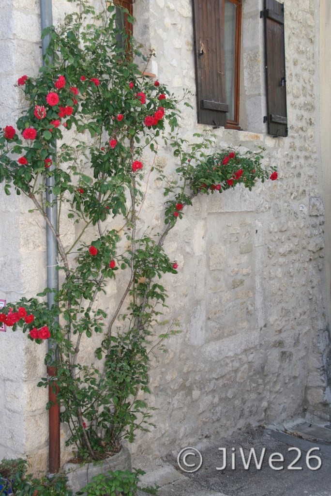 Beaucoup de magniques roses agrémentent notre promenade