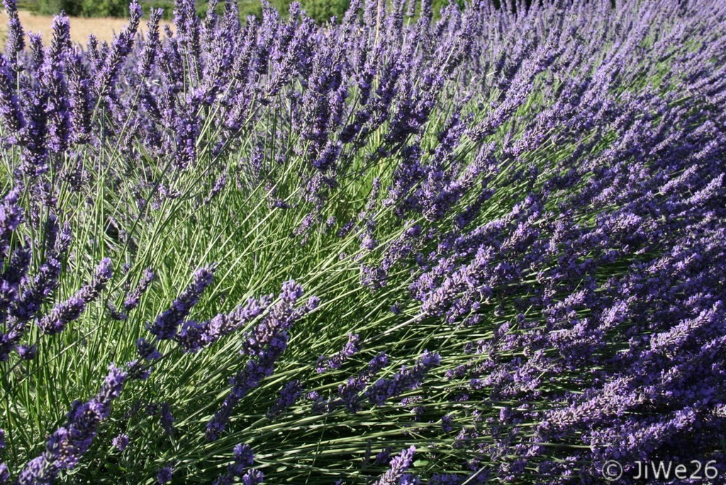 Lavande