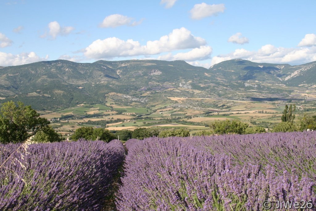 Lavande