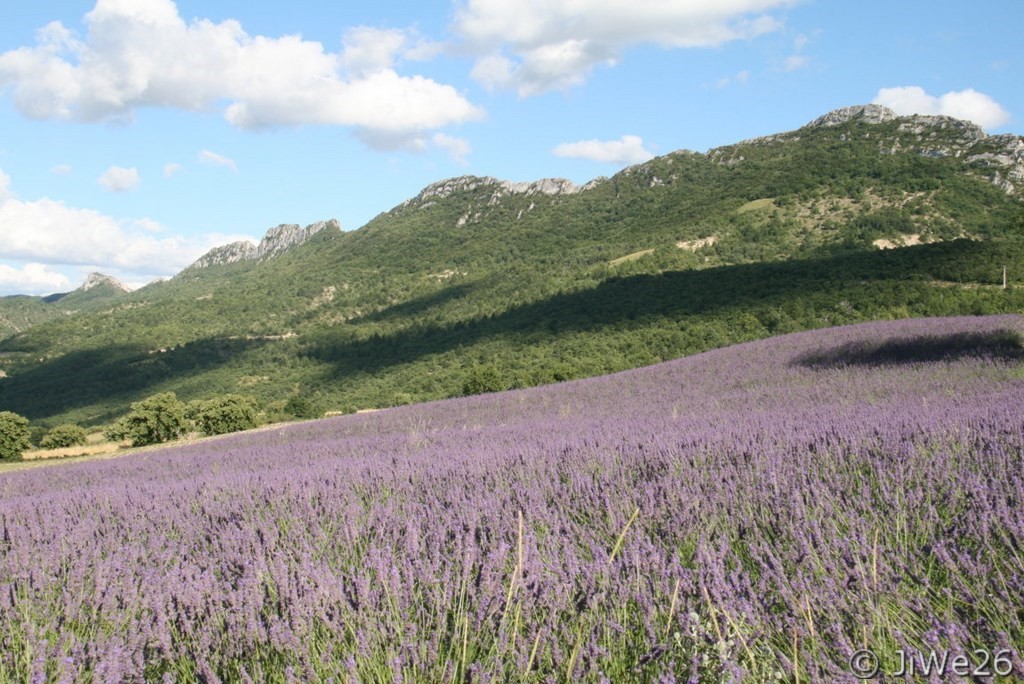 Lavande