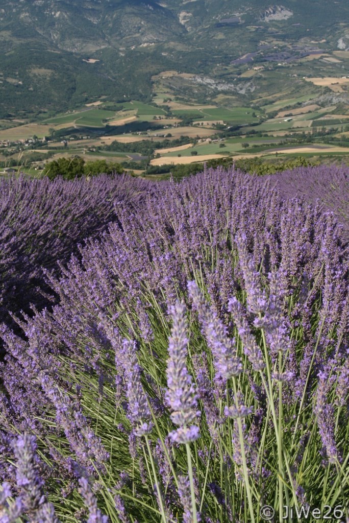 Lavande