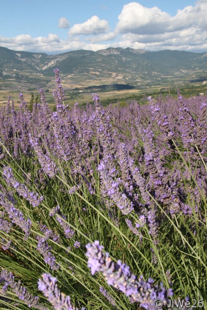 Lavande