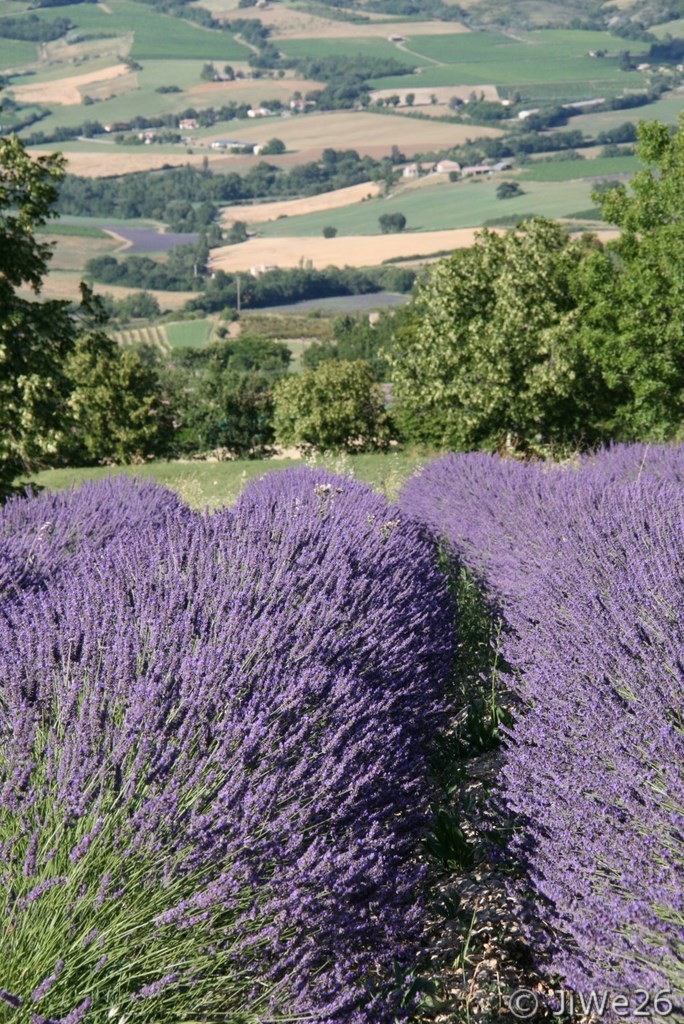 Lavande
