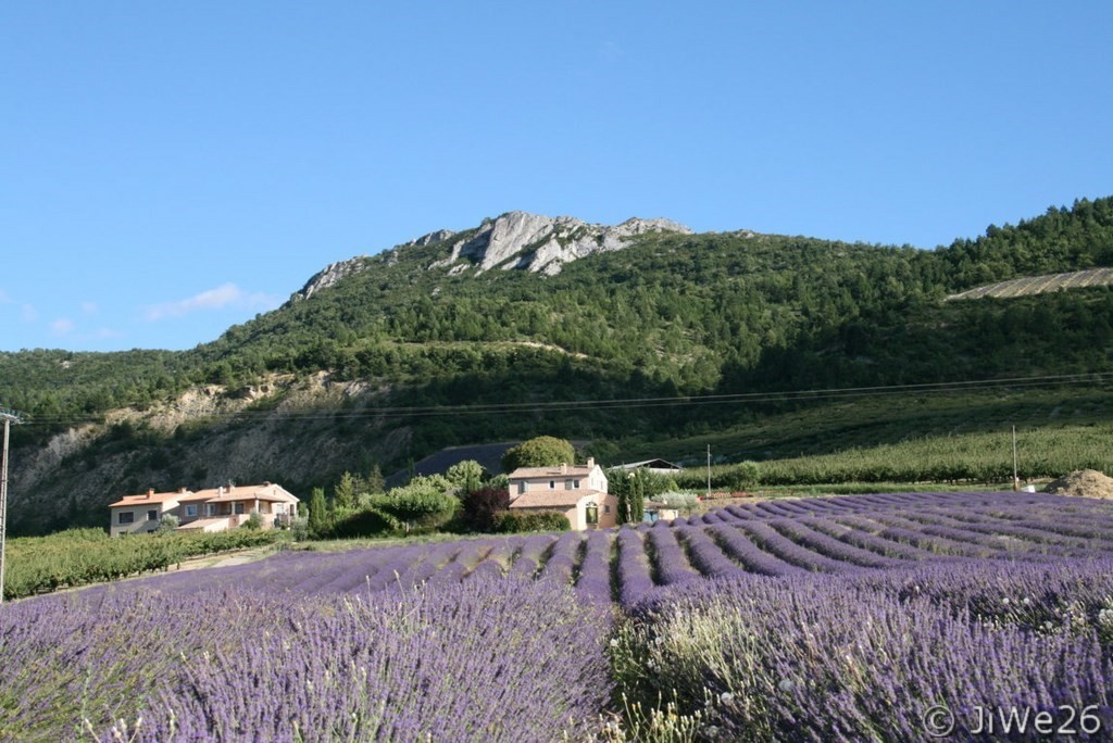 Lavande