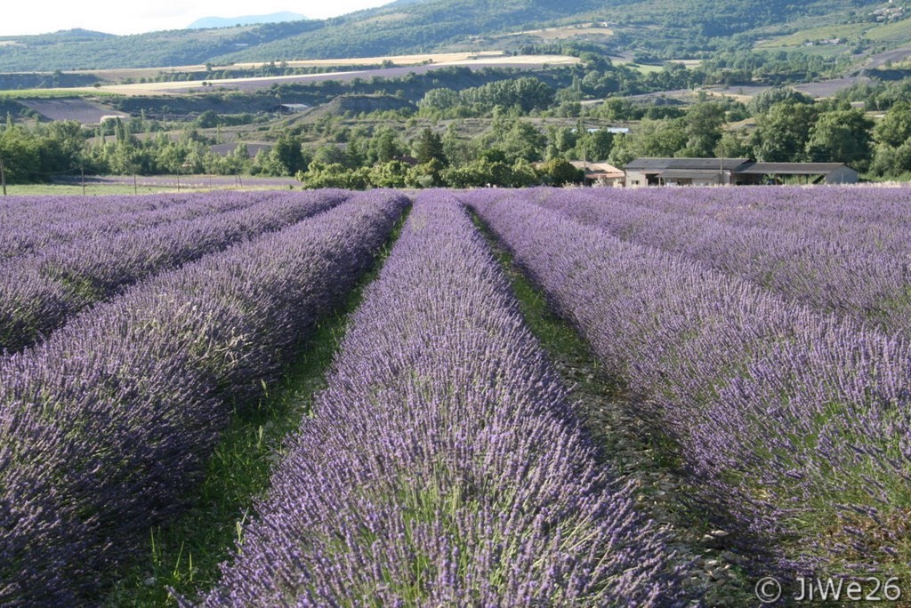 Lavande