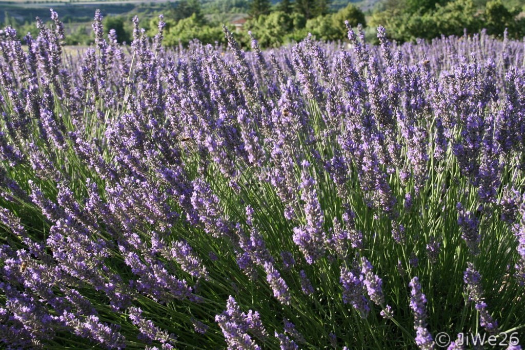 Lavande