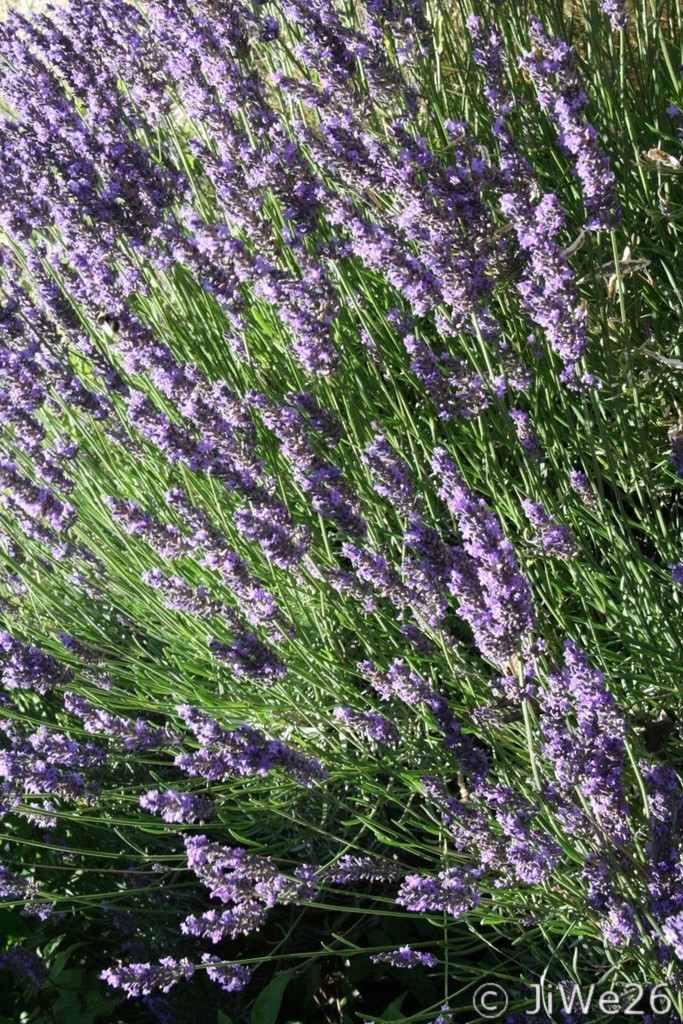 C'est l'été, la lavande est superbe