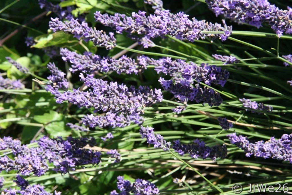 et elle sent tellement bon !