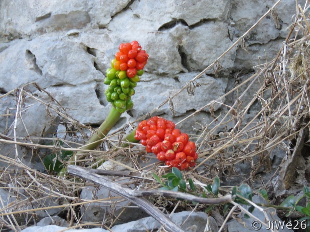 Un joli bouquet plein de couleurs parmi les vieilles pierres