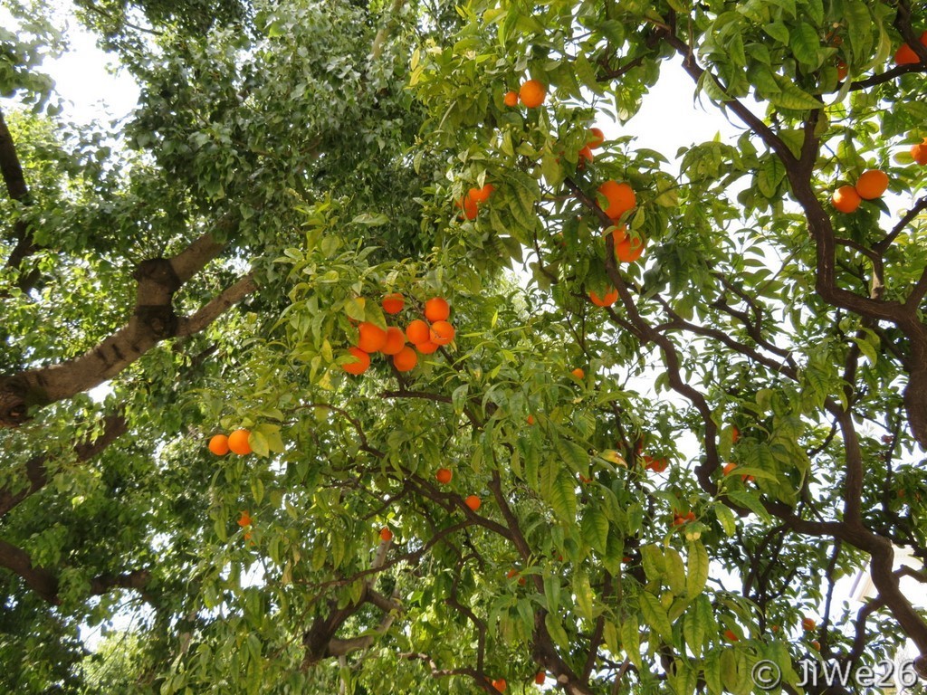 Un oranger parmi tant d'autres