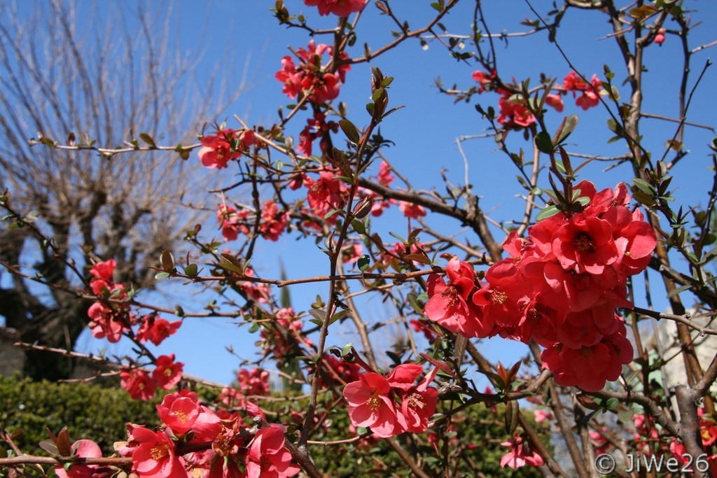 Selon la légende, Saint Restitut doit son nom à Sidoine l'aveugle-né à qui Jésus aurait rendu la vue à la piscine