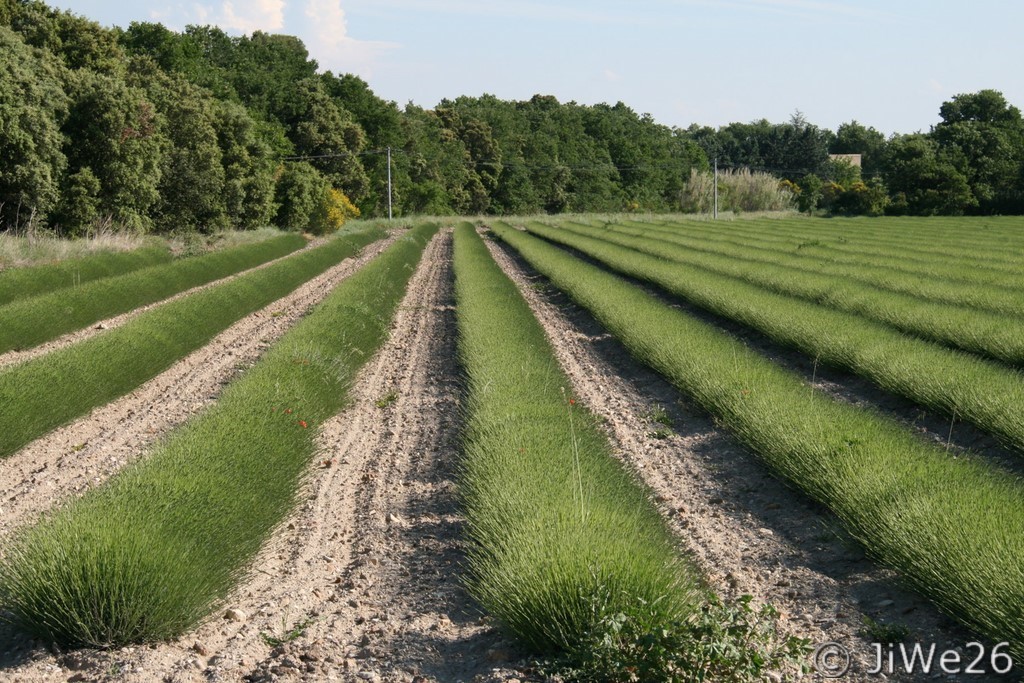 Même en cette saison, la lavande est belle