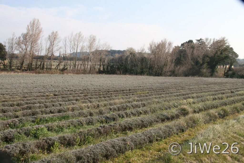 Champ de lavande au mois de mars