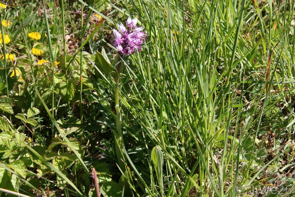 Orchidée sauvage
