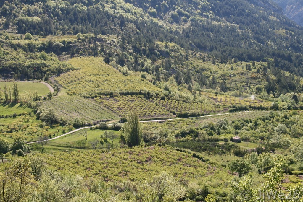 Partout des abricotiers