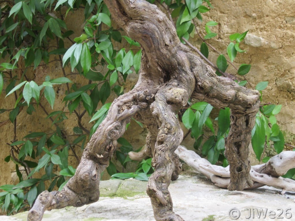 On pourrait penser à un animal préhistorique