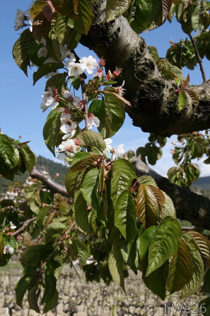 Cerisier en fleurs - 16-04-2016