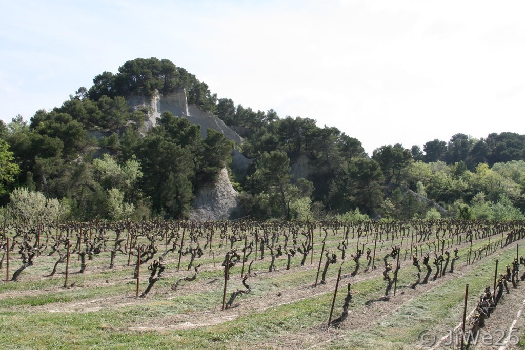 Dans le même coin, à la même date, une vigne 