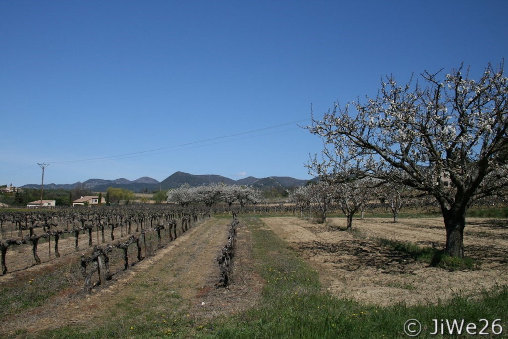 En route pour la Chapelle St Flavien à travers vignes et vergers