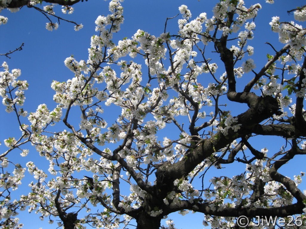 Toute la splendeur du printemps