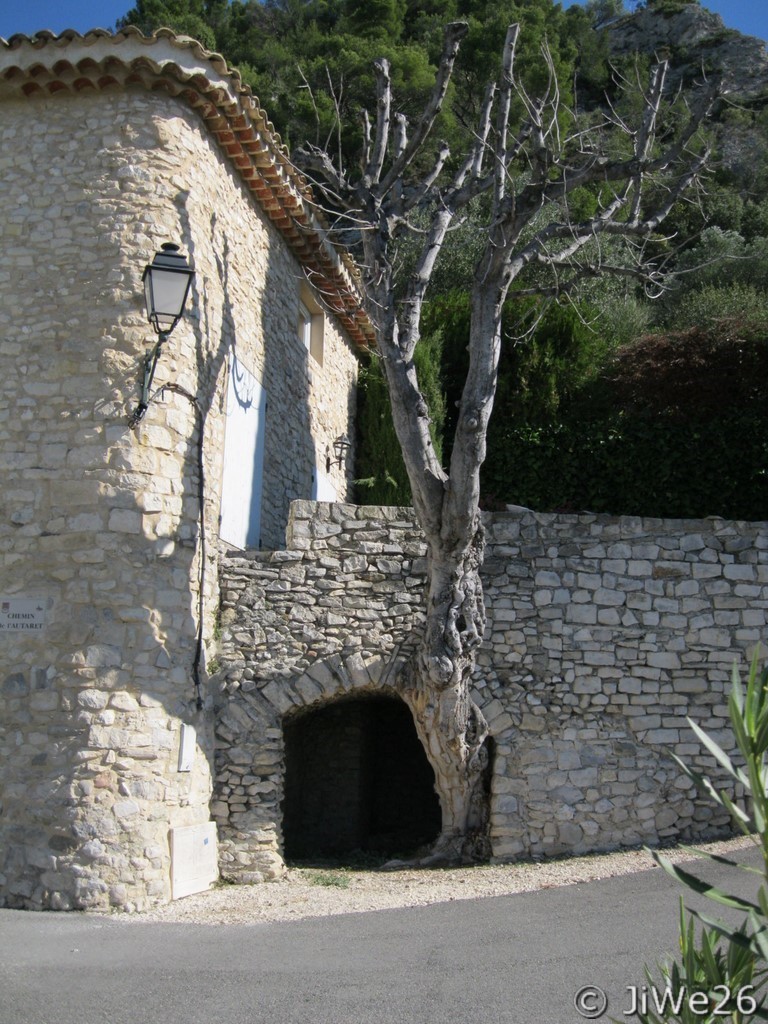 Figuier poussant dans le mur, très original